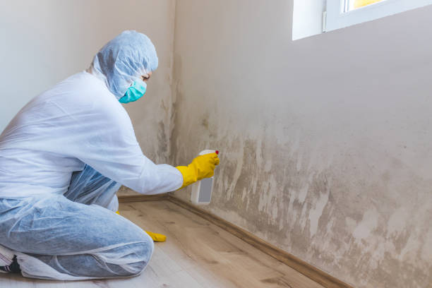 Licensed Commercial Mold Remediation service in Fort Eustis, VA - WQB Mold Removal