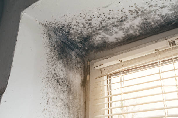 Affordable Commercial Mold Remediation solutions in Fort Eustis, VA